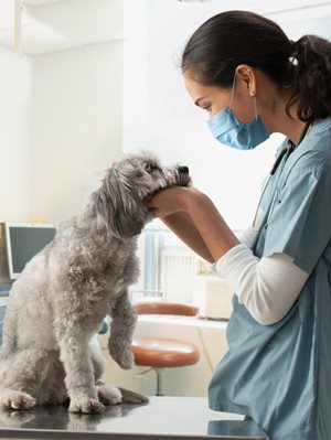 Vet inspecting a dog